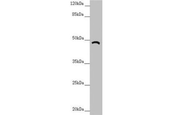 TRIM31 antibody  (AA 186-425)