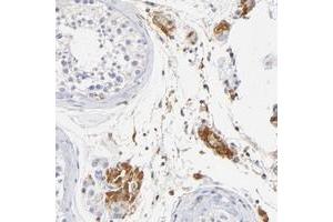 Immunohistochemical staining of human testis with MDGA2 polyclonal antibody  shows strong cytoplasmic positivity in Leydig cells. (MDGA2 antibody)
