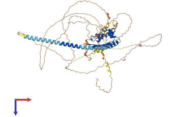 TSPY-Like 2 Protein (TSPYL2) (AA 1-677) (His tag)