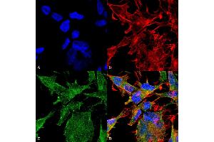 Immunocytochemistry/Immunofluorescence analysis using Mouse Anti-VAChT Monoclonal Antibody, Clone S6-38 . (SLC18A3 antibody  (AA 521-532) (Atto 488))