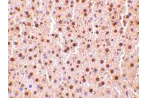 Immunohistochemistry of TRAF2 in mouse liver tissue with TRAF2 polyclonal antibody  at 10 ug/mL .