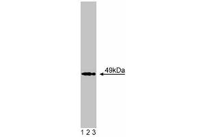 Western blot analysis of Acetylcholine Receptor alpha on BC3H1 lysate. (CHRNA1 antibody  (AA 332-457))