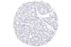 Duodenum Brunner gland (Recombinant MUC5AC antibody)
