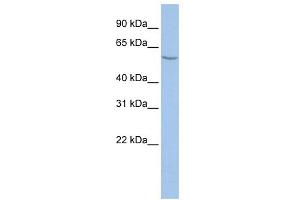 WB Suggested Anti-ALG11 Antibody Titration:  0. (ALG11 antibody  (Middle Region))