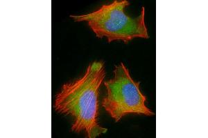 Immunofluorescent analysis of 4 % paraformaldehyde-fixed, 0. (RPS2 antibody  (AA 248-379))