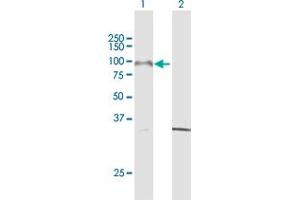 Western Blot analysis of PCDHGA8 expression in transfected 293T cell line by PCDHGA8 MaxPab polyclonal antibody. (PCDHGA8 antibody  (AA 1-820))