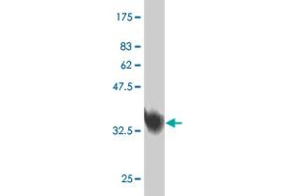 MED31 antibody  (AA 1-131)