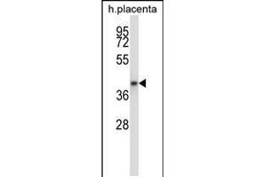 Western blot analysis in human placenta tissue lysates (35ug/lane). (GNAQ antibody  (N-Term))