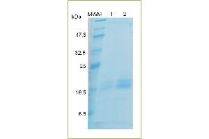 SDS-PAGE analysis of recombinant IL-3. (IL-3 Protein (AA 20-152))