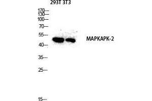 Western Blot (WB) analysis of 293T 3T3 lysis using MAPKAPK-2 antibody. (MAPKAP Kinase 2 antibody  (Tyr463))