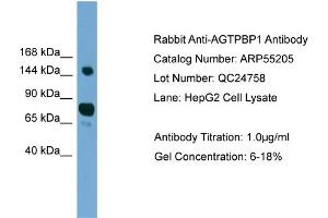 WB Suggested Anti-AGTPBP1  Antibody Titration: 0. (AGTPBP1 antibody  (N-Term))