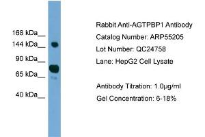 WB Suggested Anti-AGTPBP1  Antibody Titration: 0. (AGTPBP1 antibody  (N-Term))