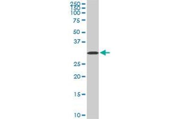 Aquaporin 8 antibody  (AA 1-255)