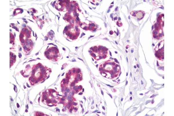 FBXL13 antibody  (AA 683-710)