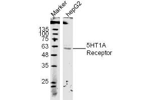 (Human Cell line) HepG2 lysates probed with 5-HTR1A Polyclonal Antibody, unconjugated  at 1:300 overnight at 4°C followed by a conjugated secondary antibody at 1:10000 for 60 minutes at 37°C. (Serotonin Receptor 1A antibody  (AA 301-400))
