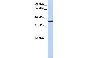 Western Blotting (WB) image for anti-Cysteine and Histidine-Rich Domain (CHORD)-Containing 1 (CHORDC1) antibody (ABIN2459820)