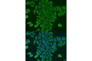 Immunofluorescence analysis of U2OS cells using DPM1 antibody. (DPM1 antibody  (AA 1-260))
