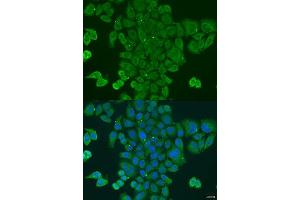 Immunofluorescence analysis of U2OS cells using DPM1 antibody. (DPM1 antibody  (AA 1-260))