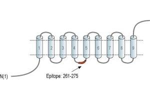 Representative domain view of the target of ABIN7043729.