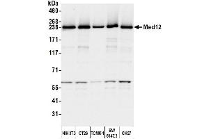 Western Blotting (WB) image for anti-Mediator Complex Subunit 12 (MED12) (C-Term) antibody (ABIN7453548) (MED12 antibody  (C-Term))