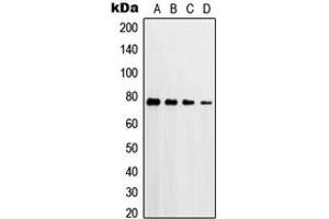 Western blot analysis of PKC delta (pT507) expression in HeLa H2O2-treated (A), A549 H2O2-treated (B), Raw264.