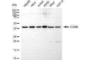 anti-Intercellular Adhesion Molecule 4 (ICAM4) antibody
