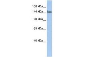 Image no. 1 for anti-Transcription Elongation Regulator 1 (TCERG1) (N-Term) antibody (ABIN6742813) (TCERG1 antibody  (N-Term))