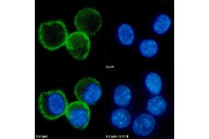 Immunofluorescence staining of fixed RAW264. (Recombinant CD80 antibody)