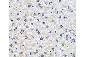 Immunohistochemistry of paraffin-embedded Rat liver using CCDC59 Polyclonal Antibody at dilution of 1:100 (40x lens). (CCDC59 antibody)