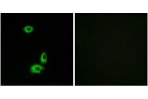 Immunofluorescence (IF) image for anti-Olfactory Receptor, Family 56, Subfamily B, Member 1 (OR56B1) (AA 161-210) antibody (ABIN2890943) (OR56B1 antibody  (AA 161-210))