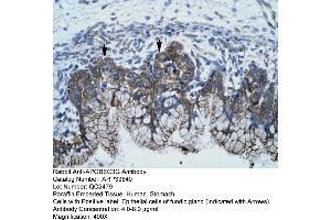 Human Stomach (APOBEC3G antibody  (N-Term))