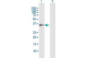 Western Blot analysis of XPA expression in transfected 293T cell line by XPA MaxPab polyclonal antibody. (XPA antibody  (AA 1-273))