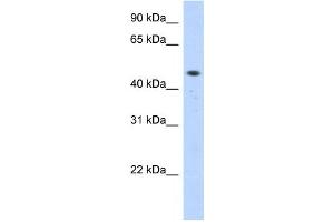 Western Blotting (WB) image for anti-Zinc Finger Protein 213 (ZNF213) antibody (ABIN2458319) (ZNF213 antibody)