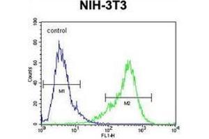 Flow cytometric analysis of NIH-3T3 cells using KIAA1609 Antibody (C-term) Cat. (KIAA1609 antibody  (C-Term))