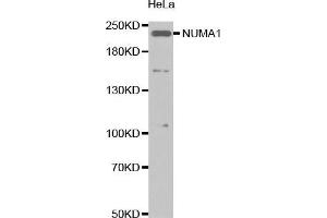 Western Blotting (WB) image for anti-Nuclear Mitotic Apparatus Protein 1 (NUMA1) (AA 1-309) antibody (ABIN1681136) (NUMA1 antibody  (AA 1-309))