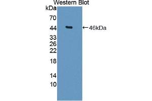Detection of Recombinant DKK3, Rat using Polyclonal Antibody to Dickkopf Related Protein 3 (DKK3) (DKK3 antibody  (AA 41-348))