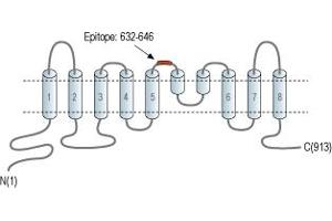 Representative domain view of the target of ABIN7042928.