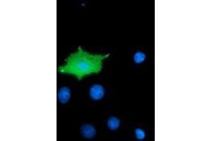 Anti-MICAL1 mouse monoclonal antibody (ABIN2453297) immunofluorescent staining of COS7 cells transiently transfected by pCMV6-ENTRY MICAL1 (RC208308). (MICAL1 antibody)