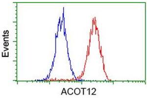 Image no. 6 for anti-Acyl-CoA Thioesterase 12 (ACOT12) antibody (ABIN1496414) (ACOT12 antibody)