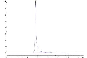 The purity of Mouse Pentraxin 2 is greater than 95 % as determined by SEC-HPLC. (APCS Protein (AA 21-224) (Fc Tag))