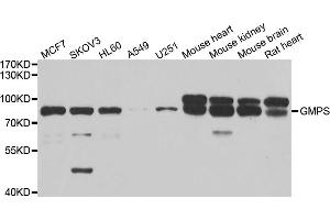 Western blot analysis of extracts of various cell lines, using GMPS antibody. (GMP Synthase antibody)