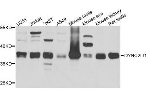 Western blot analysis of extract of various cells, using DYNC2LI1 antibody. (DYNC2LI1 antibody)
