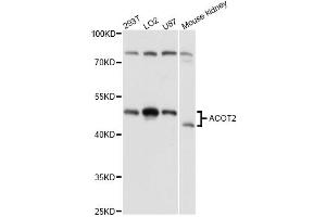 Western blot analysis of extracts of various cell lines, using ACOT2 antibody (ABIN6291384) at 1:3000 dilution.
