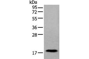 MYL12B antibody