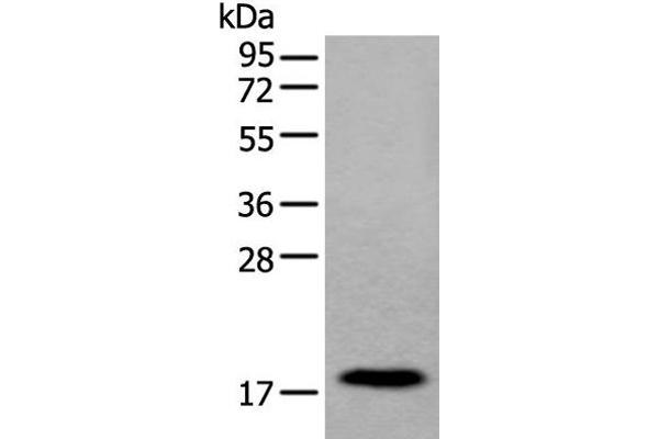 MYL12B antibody