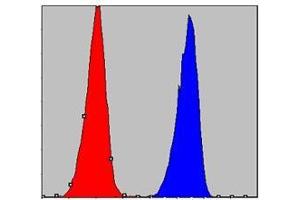 FC analysis of A549 cells using CHUK antibody (blue) and negative control (red). (IKK alpha antibody)