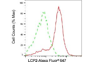 anti-Lymphocyte Cytosolic Protein 2 (SH2 Domain Containing Leukocyte Protein of 76kDa) (LCP2) antibody