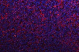 IF analysis of RPS15A using anti-RPS15A antibody (ABIN7598954). (RPS15A antibody  (AA 1-113))