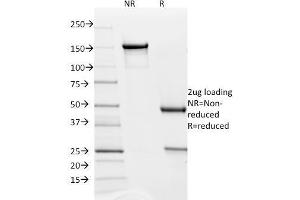 SDS-PAGE Analysis Purified PD-L2 Mouse Monoclonal Antibody (Z64P2D3*H4). (PDCD1LG2 antibody  (AA 27-220))