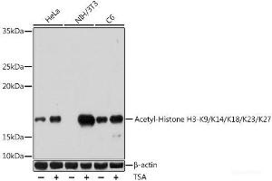 Western blot analysis of extracts of various cell lines using Acetyl-Histone H3-K9/K14/K18/K23/K27 Polyclonal Antibody at dilution of 1:1000. (Histone 3 antibody  (acLys9, acLys14, acLys18, acLys23, acLys27))